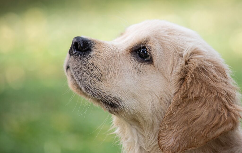 愛犬
